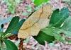Cyclophora punctaria